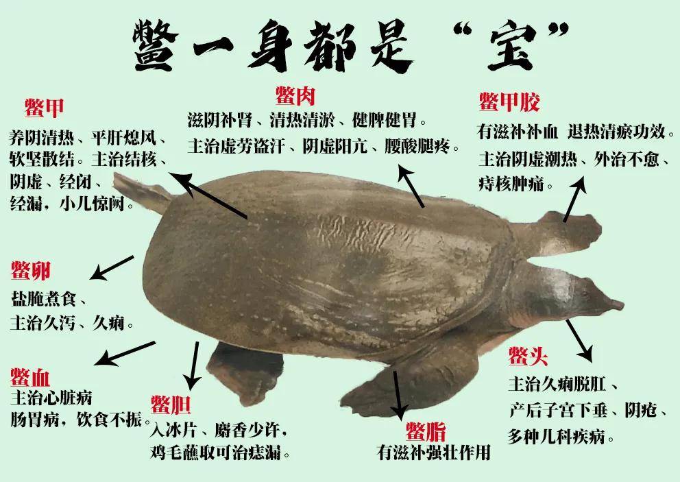 【绿卡】中华鳖是四季皆可的养生食补佳品