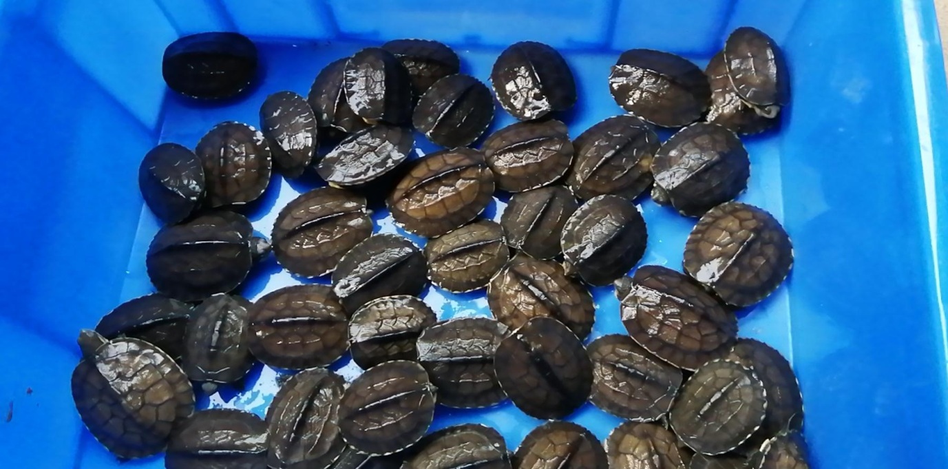 绿卡黄喉拟水龟苗